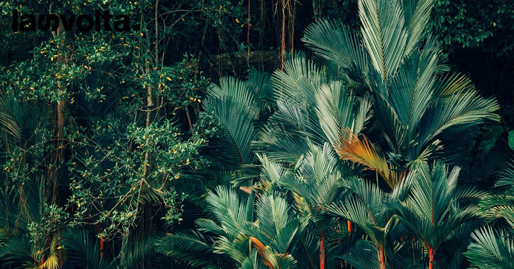 Come sarebbe il mondo senza foreste pluviali?