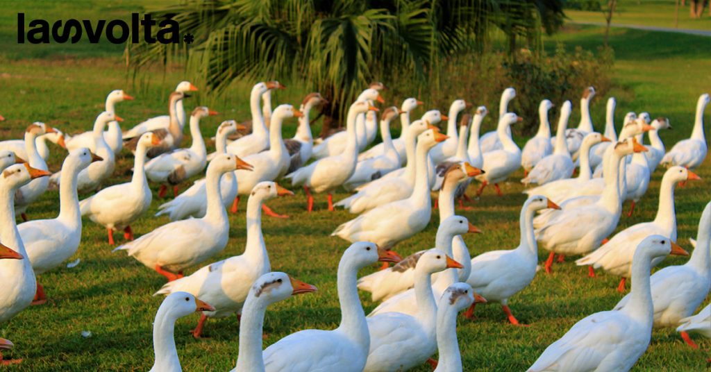 La battaglia per vietare il foie gras in tutto il mondo