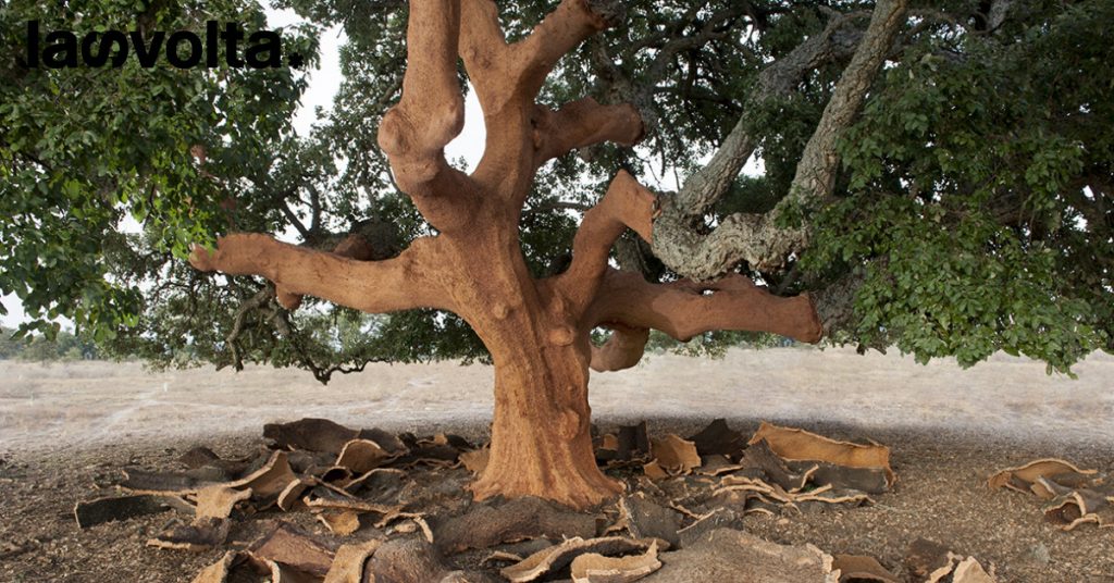 Decortica del sughero: come funziona?