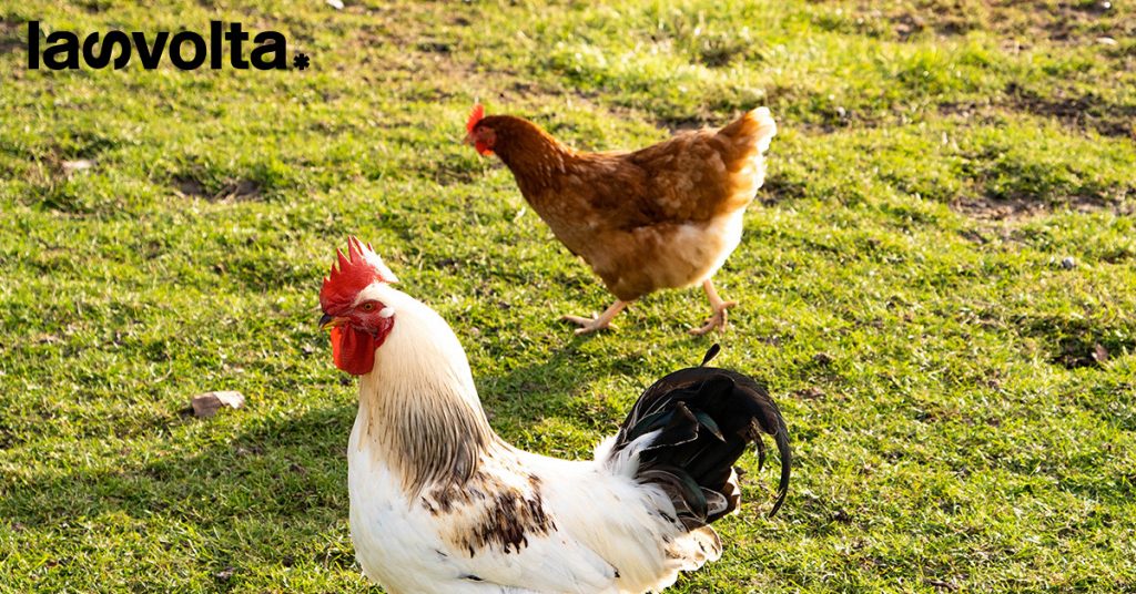 Una figura europea per difendere gli animali