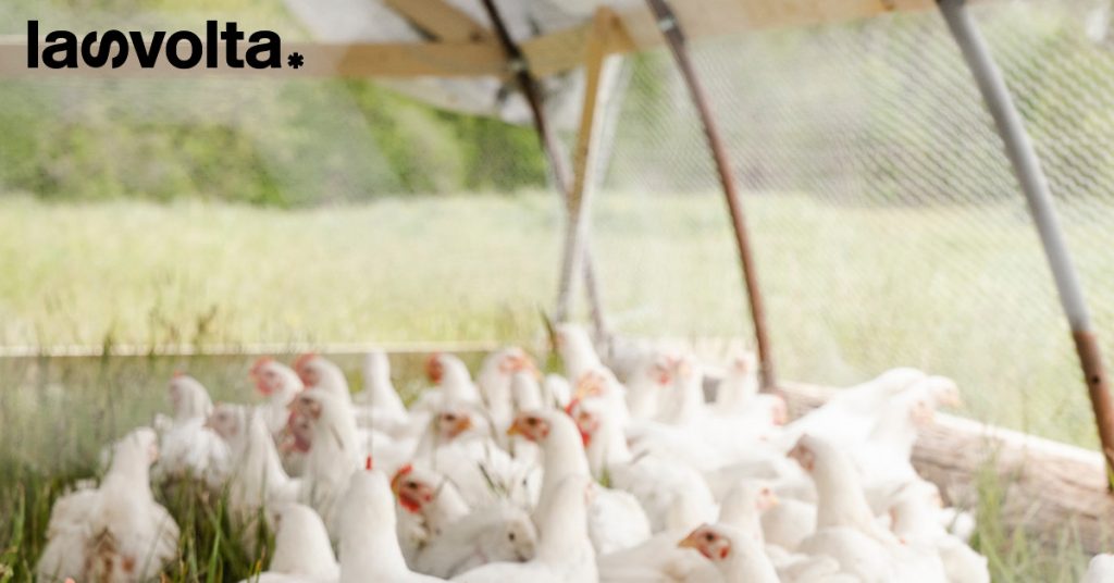 Una figura per difendere gli animali