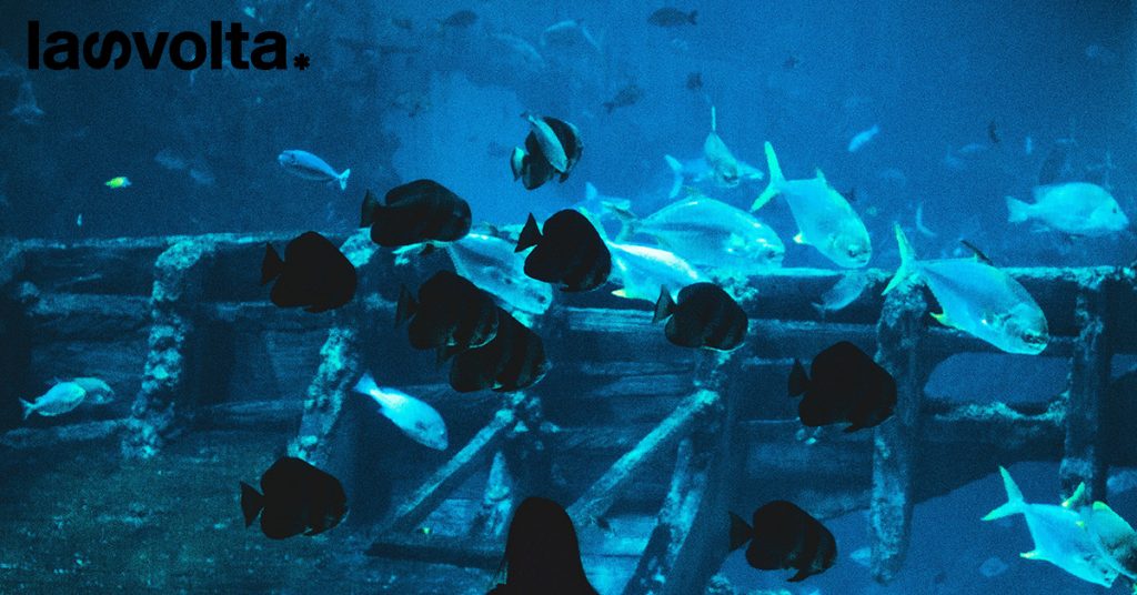 Le donne salveranno gli Oceani