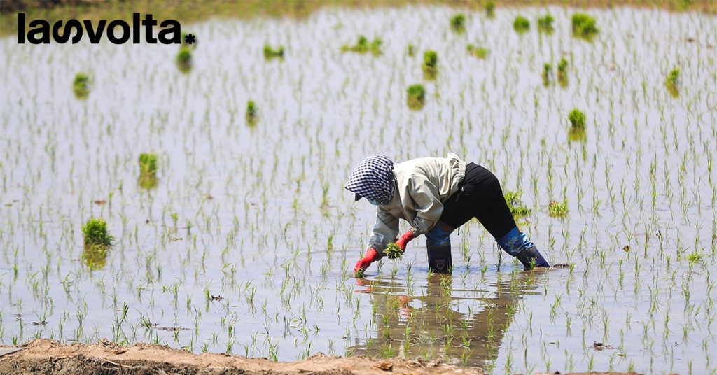Le ripercussioni globali della crisi del riso asiatico