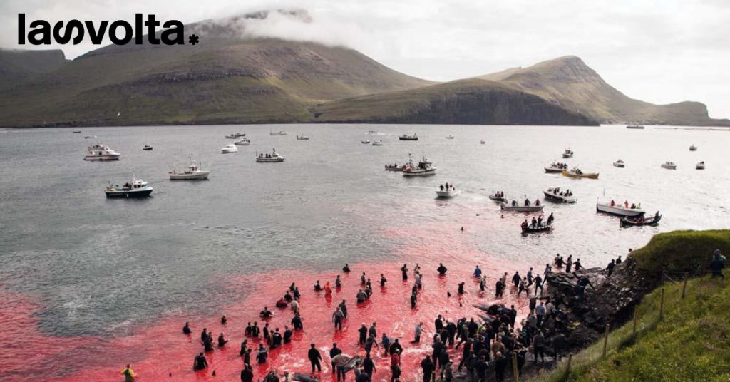 Grindadrap: la tradizione che fa strage di delfini
