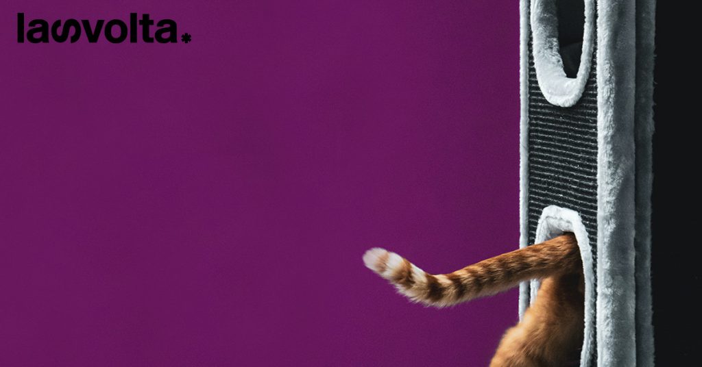 Sì alla sostenibilità, anche per gli animali domestici