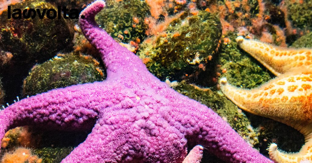 Via le stelle marine dai barbecue neozelandesi