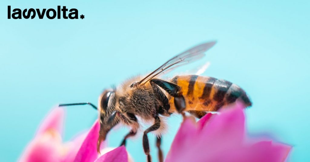 E se ci fosse un Google Translate per gli animali?