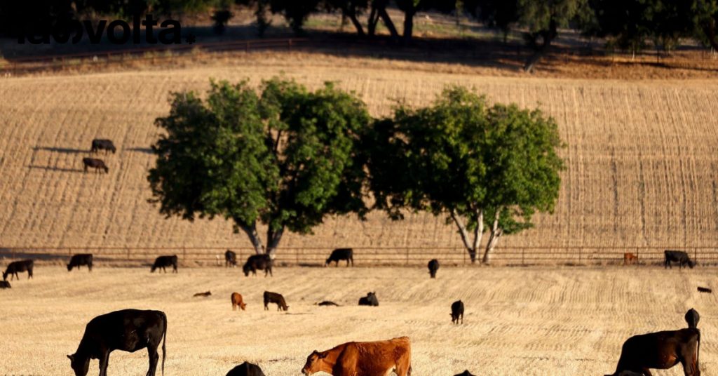 L’allevamento consuma risorse idriche preziose