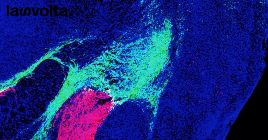 Scoperto l’interruttore della paura