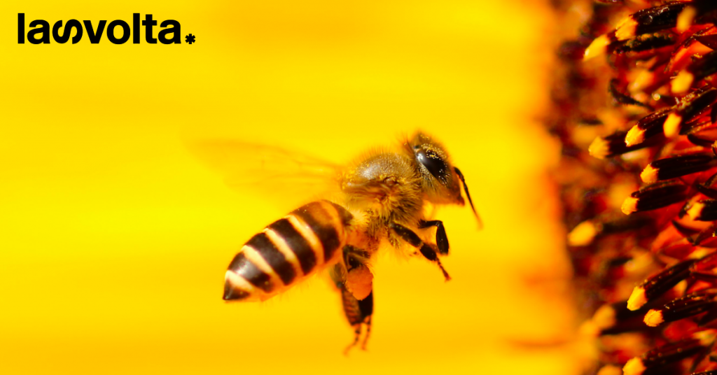 Anche i bombi sono stressati dal clima!