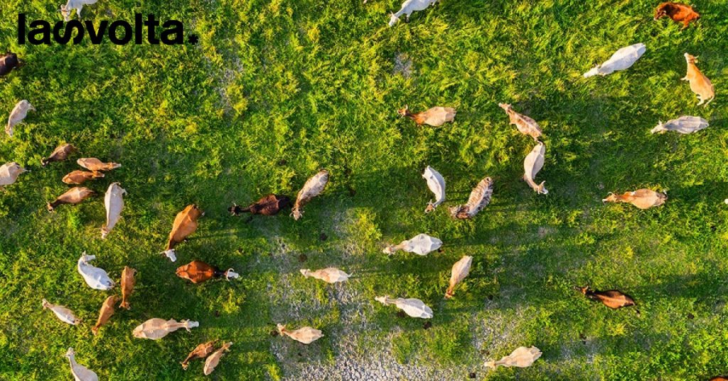 Brasile: avamposto di una macellazione crudele
