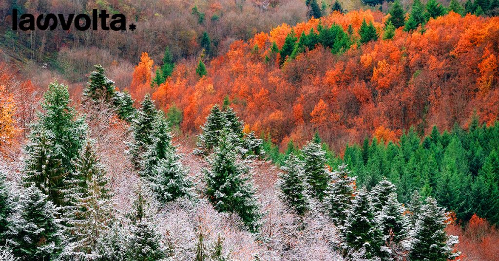L’Alaska ha nuovi abitanti: gli alberi (ma non è una bella notizia)