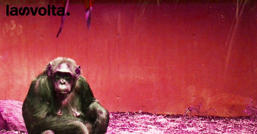 Congo: sono stati rapiti 3 scimpanzé