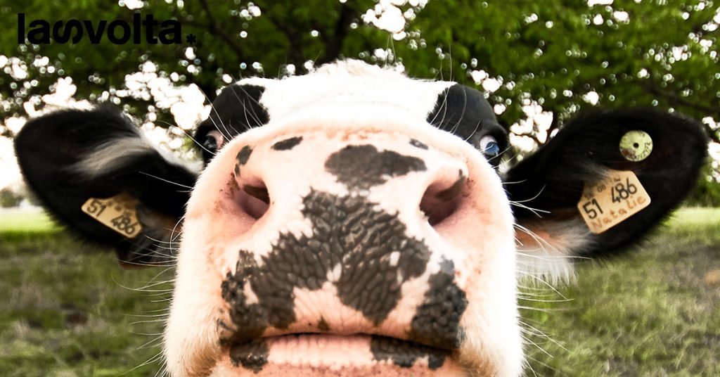 No #BugieInEtichetta: la battaglia contro gli allevamenti intensivi