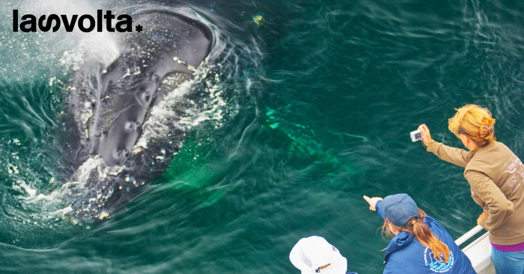L’AI che salva le balene di San Francisco