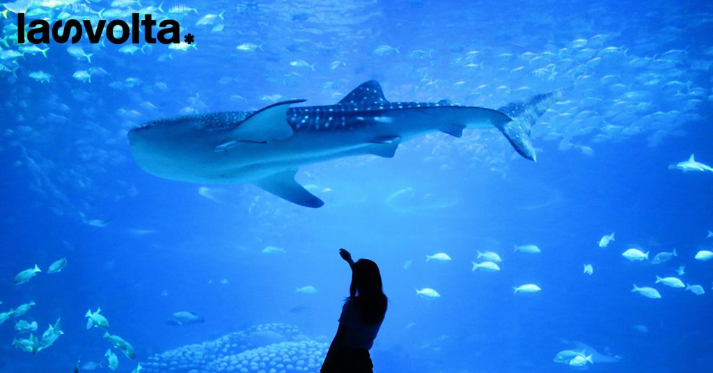 L’Acquario di Genova prepara una notte con gli squali