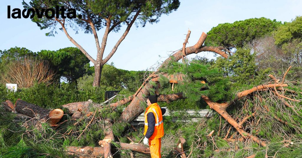 Gli alberi italiani non se la passano affatto bene
