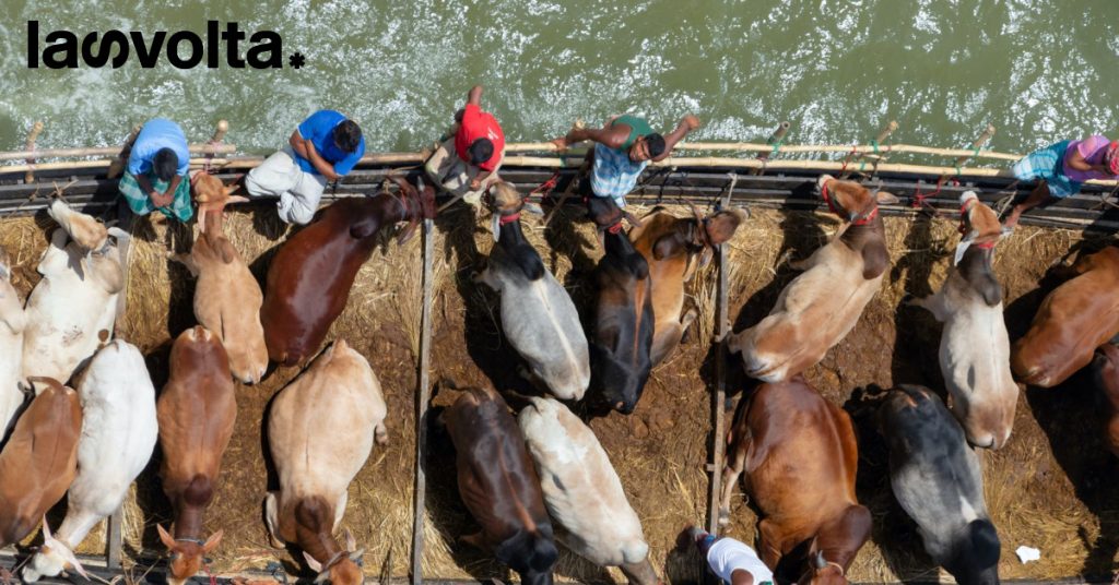 Europa: il trasporto di animali vivi è disastroso
