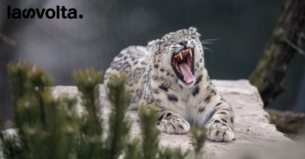 Il leopardo delle nevi, un animale da proteggere