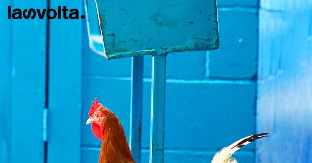 Le aziende food non rispettano le promesse sugli animali