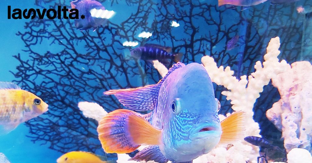 Oceani più caldi significa specie marine a rischio