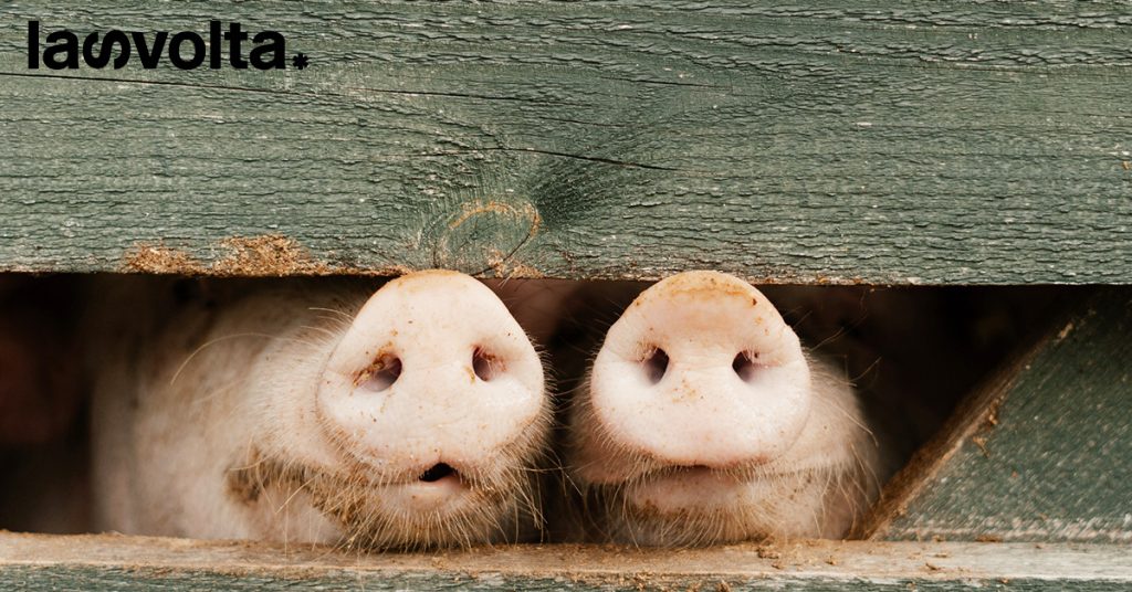 Cina: la pig farm a cui non siamo disposti a rinunciare