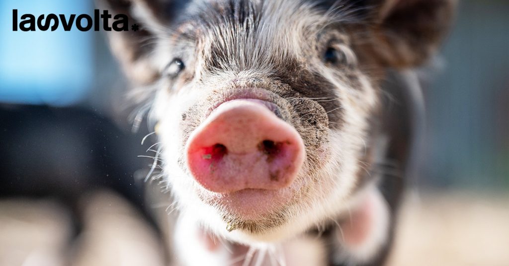 Cambiare la vita degli animali, un’azienda alla volta