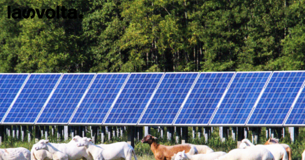 Agrovoltaico: risorsa chiave per il futuro?