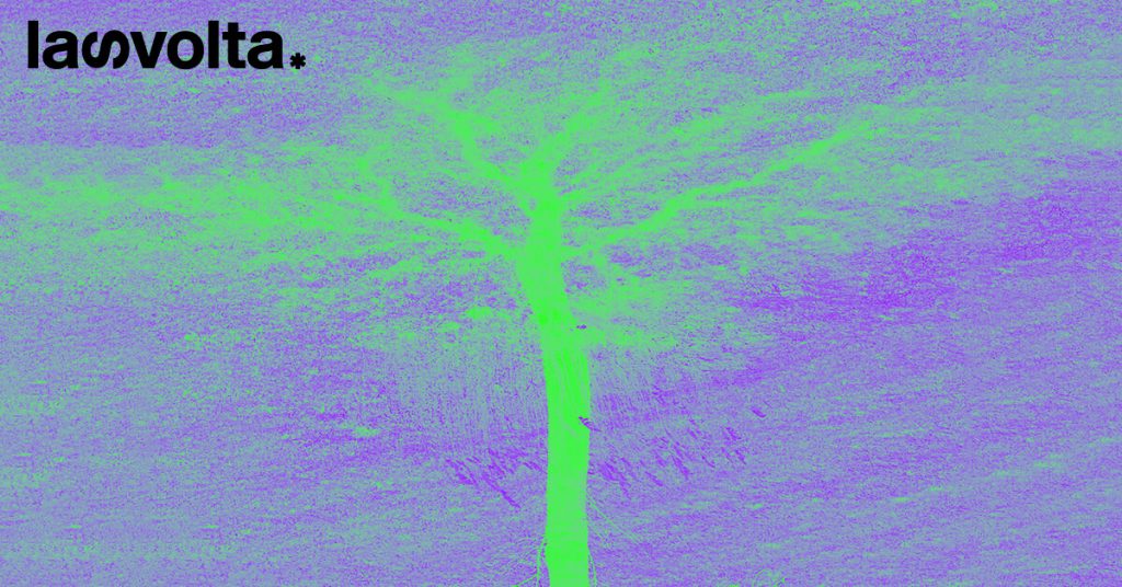 Le radici degli alberi sono sempre meno profonde