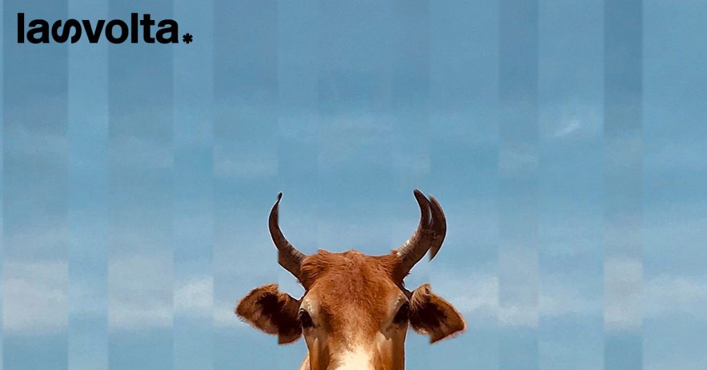 Basta gabbie per gli animali!
