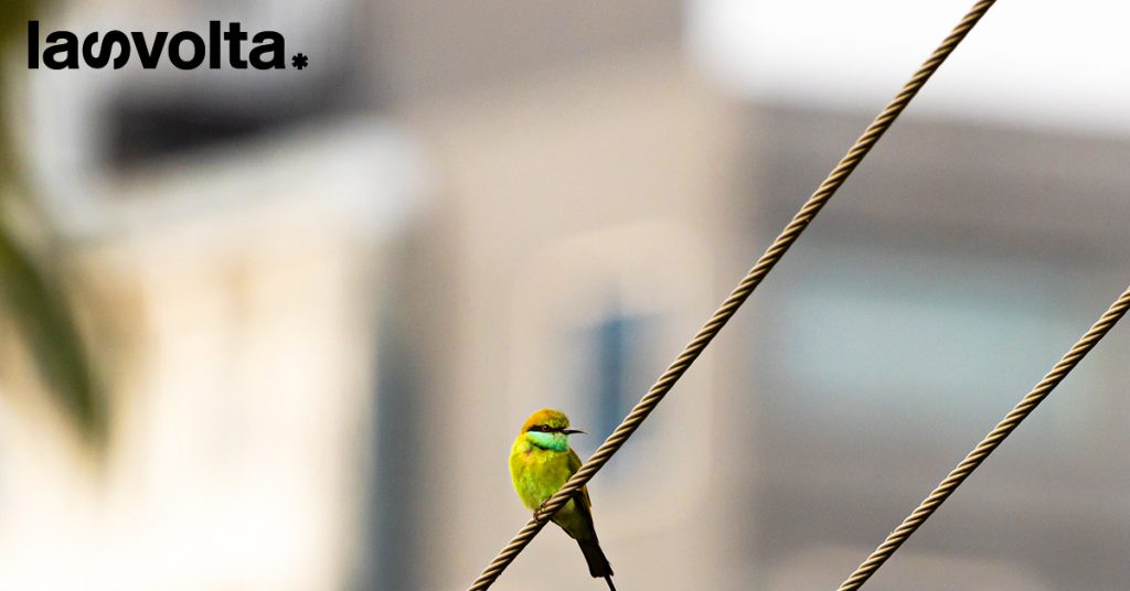 Come se la passano flora e fauna in città?