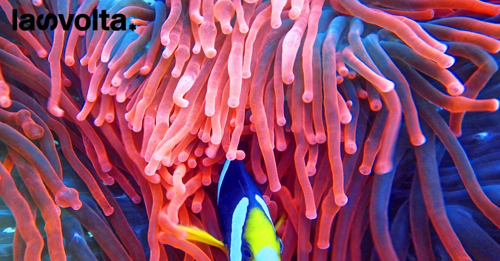 La Grande barriera corallina è in pericolo