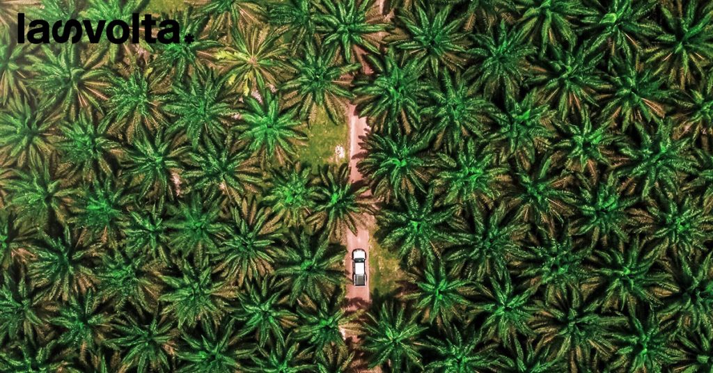Olio di palma: fermare la deforestazione non basta