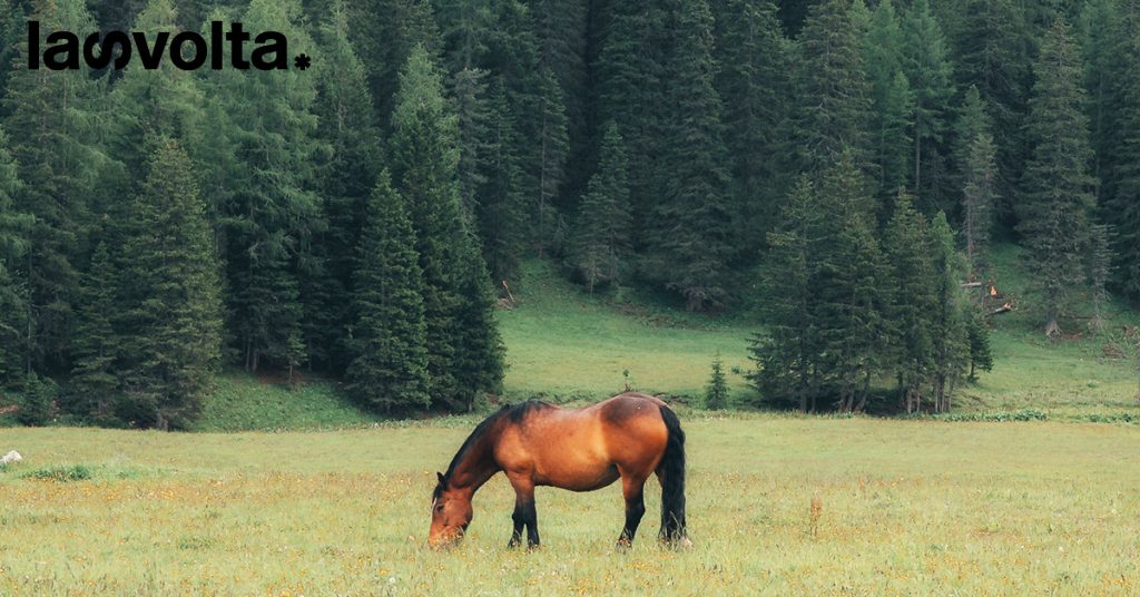 Messico: tra macellazioni illegali e crudeltà