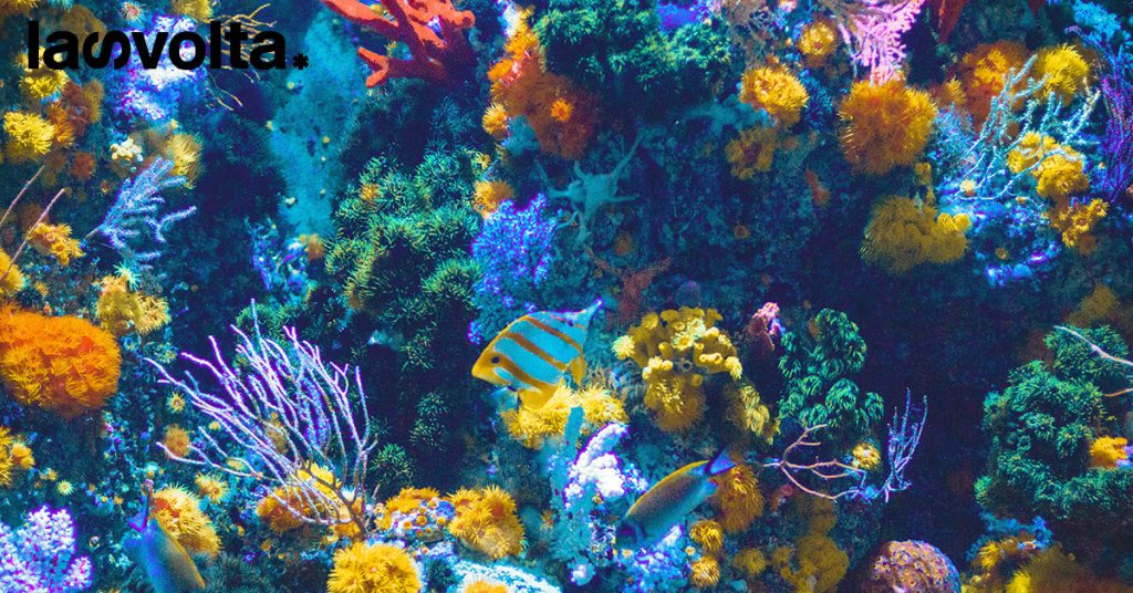 Dai mammiferi ai coralli: tutti gli animali marini a rischio