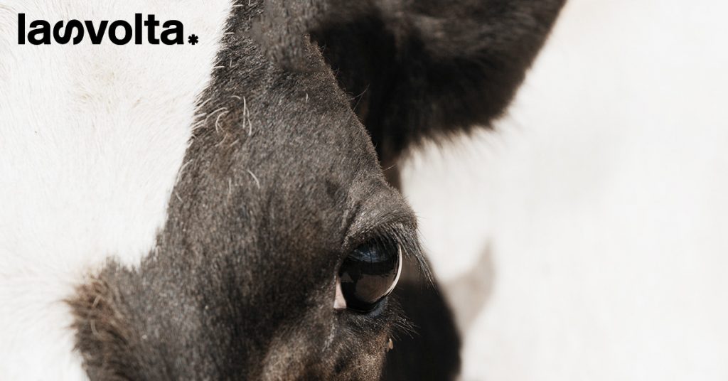 Animali in gabbia, non possiamo dimenticarvi