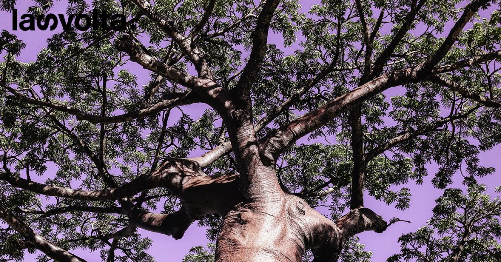 Africa: biopiracy, a case of the baobabs