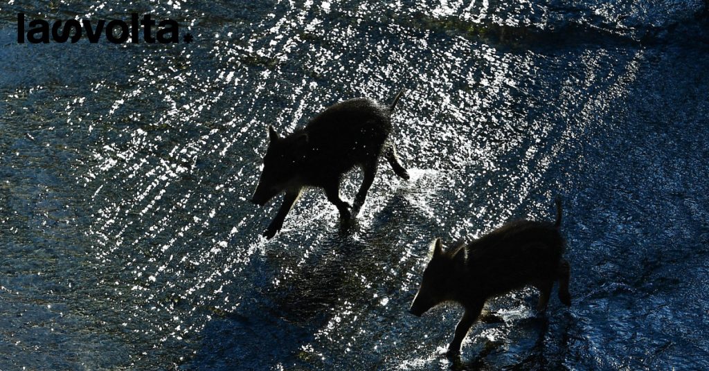 Manovra: passa l’emendamento per la caccia alla fauna selvatica