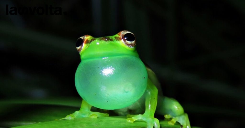 Biodiversità, tra specie scoperte e scomparse nel 2022
