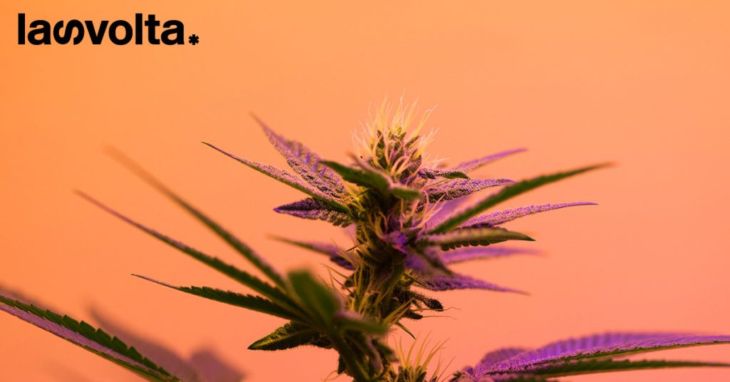 New York: al via la vendita legale di cannabis