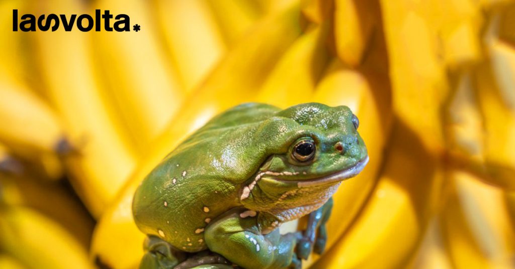 2022: le incredibili storie degli animali che siamo riusciti a salvare