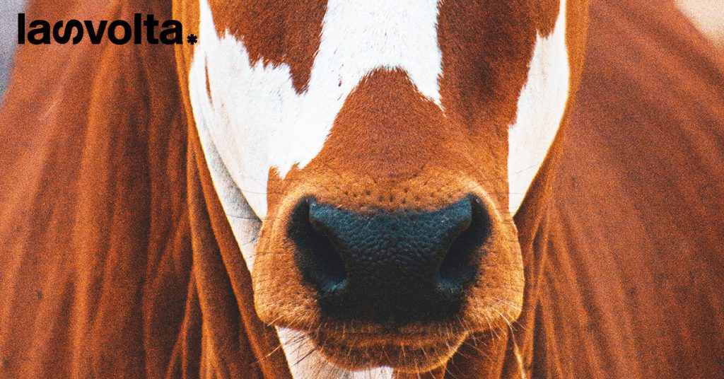 Perché dovremmo smettere di mangiare gli animali