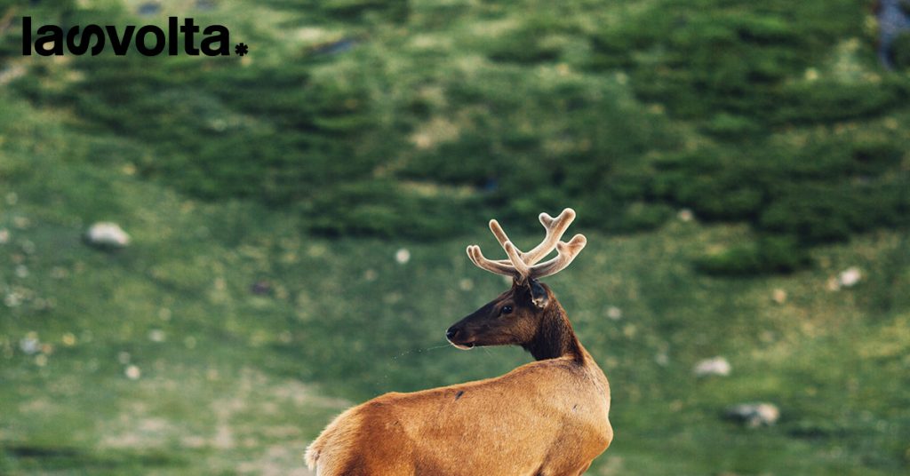 La biodiversità alpina è in pericolo