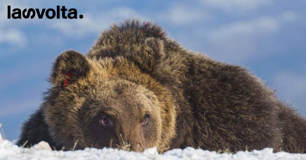 Addio Juan Carrito, l’orso amico delle persone