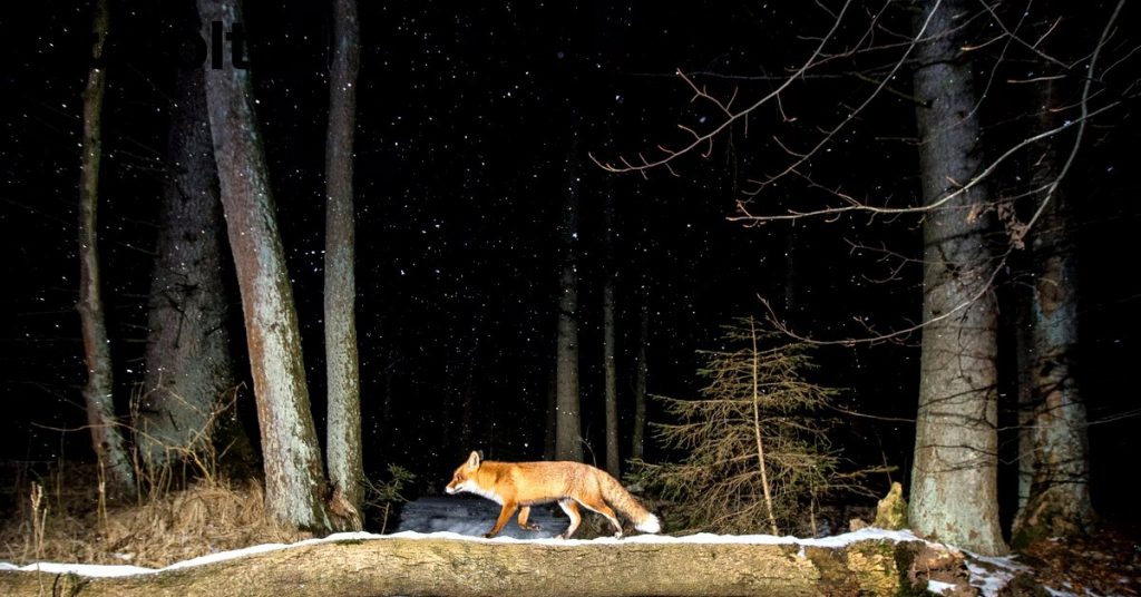 Riforestazione: più aree verdi e meno CO2