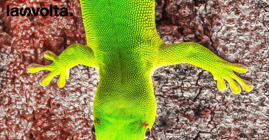 Madagascar, la biodiversità è in pericolo