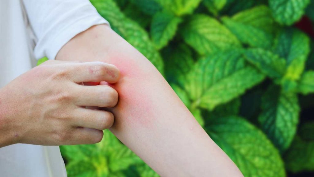 Insetti e zanzare addio: le piante anti-zanzare e vespe da avere in balcone o giardino nel 2025