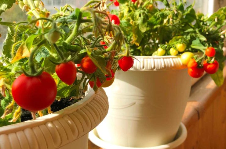 Piante di pomodori in vaso