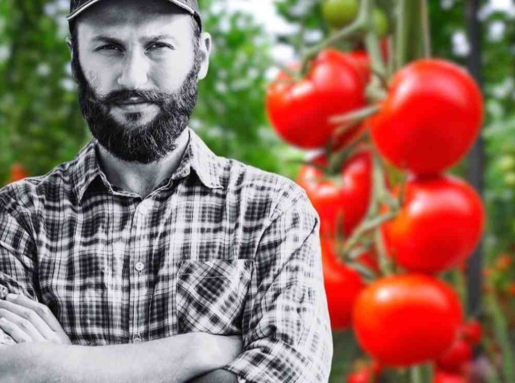 Contadino nel campo di pomodori