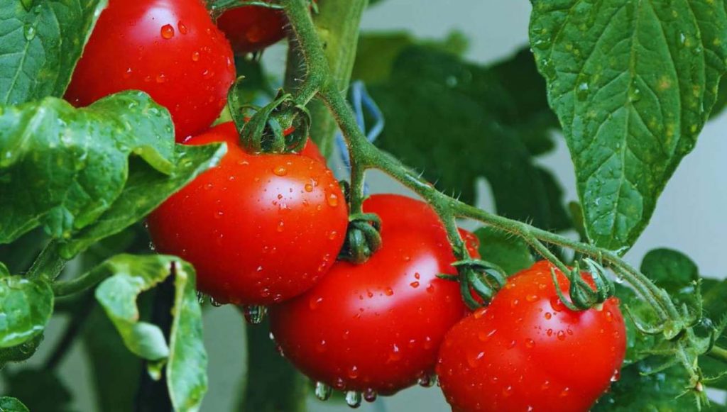 Pomodori maturi sulla pianta